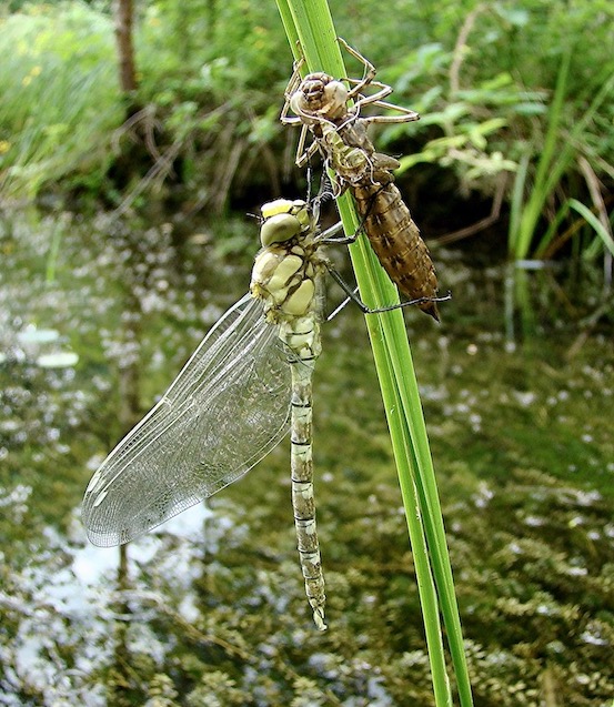 southern hawker